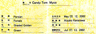 猫, チンチラ・ゴールデン, 来夢, 来喜