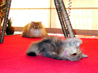 猫, チンチラ・ゴールデン, 来夢, 来喜