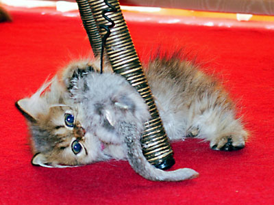 猫, チンチラ・ゴールデン, 来夢, 来喜