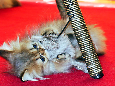 猫, チンチラ・ゴールデン, 来夢, 来喜