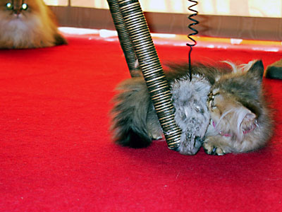 猫, チンチラ・ゴールデン, 来夢, 来喜