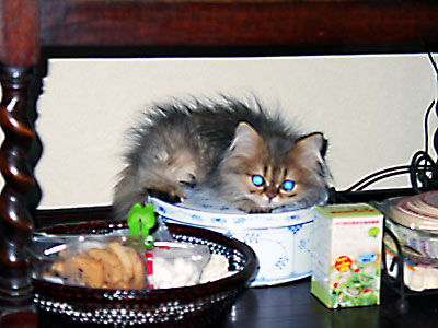 猫, チンチラ・ゴールデン, 来夢, 来喜