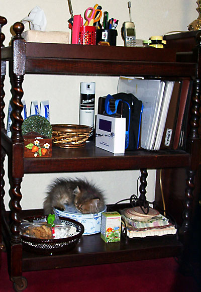 猫, チンチラ・ゴールデン, 来夢, 来喜