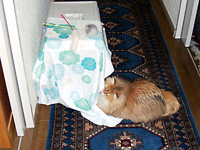 猫, チンチラ・ゴールデン, 来夢, 来喜