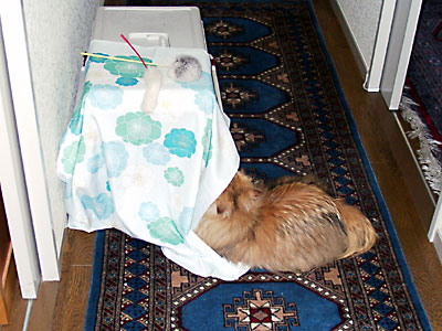 猫, チンチラ・ゴールデン, 来夢, 来喜