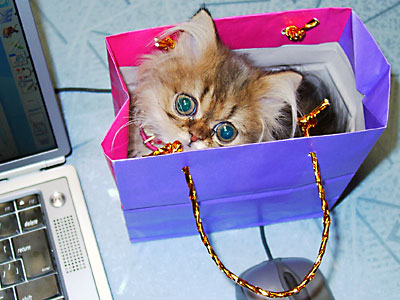 猫, チンチラ・ゴールデン, 来夢, 来喜