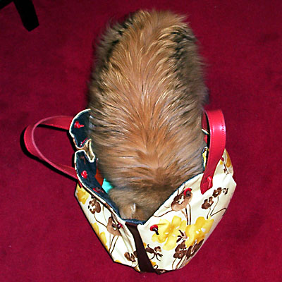 猫, チンチラ・ゴールデン, 来夢, 来喜