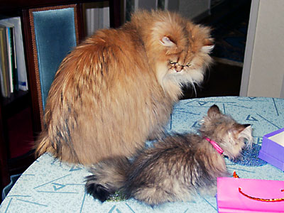 猫, チンチラ・ゴールデン, 来夢, 来喜