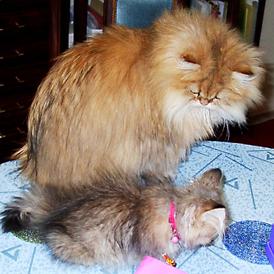 猫, チンチラ・ゴールデン, 来夢, 来喜