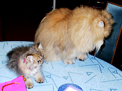 猫, チンチラ・ゴールデン, 来夢, 来喜