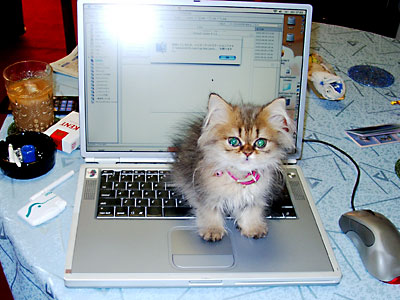 猫, チンチラ・ゴールデン, 来夢, 来喜