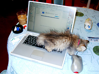 猫, チンチラ・ゴールデン, 来夢, 来喜