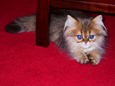 猫, チンチラ・ゴールデン, 来夢, 来喜