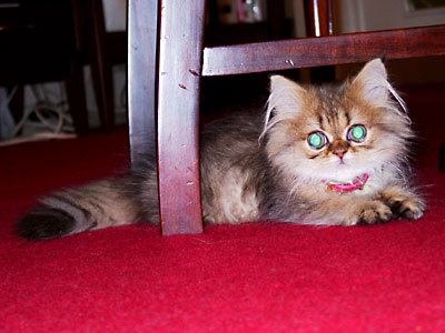 猫, チンチラ・ゴールデン, 来夢, 来喜