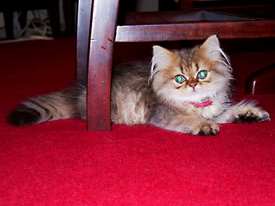 猫, チンチラ・ゴールデン, 来夢, 来喜