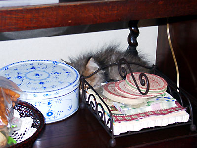 �L, �`���`���E�S�[���f��, ����, ����