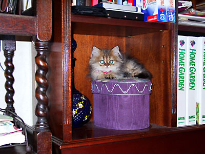 �L, �`���`���E�S�[���f��, ����, ����