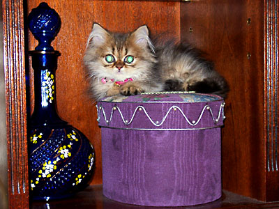 �L, �`���`���E�S�[���f��, ����, ����