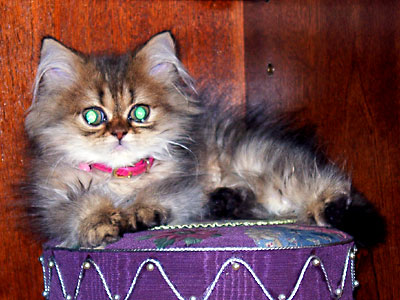 �L, �`���`���E�S�[���f��, ����, ����