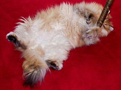 猫, チンチラ・ゴールデン, 来夢, 来喜