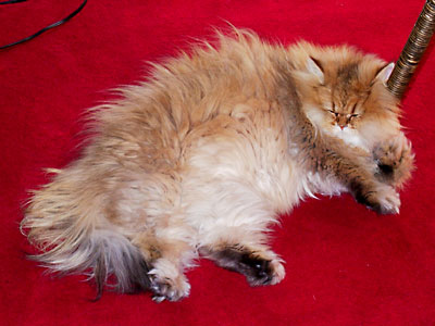 猫, チンチラ・ゴールデン, 来夢, 来喜