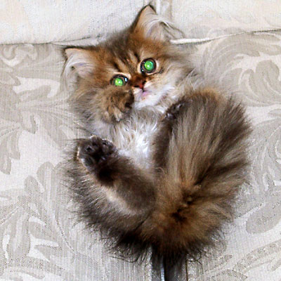 猫, チンチラ・ゴールデン, 来夢, 来喜