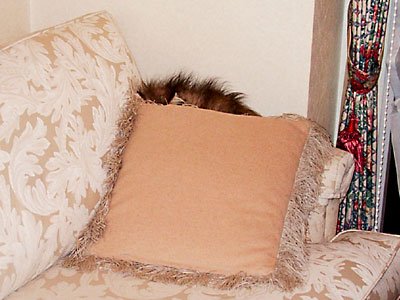 猫, チンチラ・ゴールデン, 来夢, 来喜