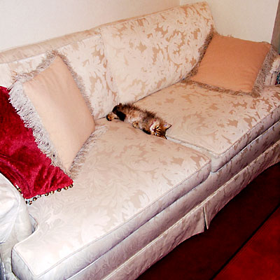 猫, チンチラ・ゴールデン, 来夢, 来喜