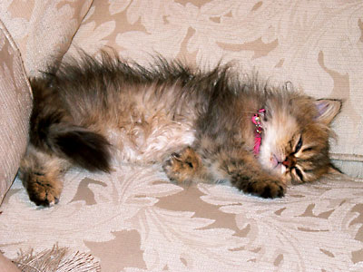 猫, チンチラ・ゴールデン, 来夢, 来喜