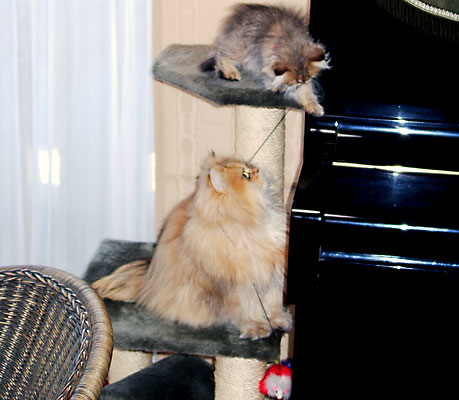 猫, チンチラ・ゴールデン, 来夢, 来喜