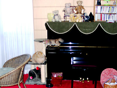 猫, チンチラ・ゴールデン, 来夢, 来喜