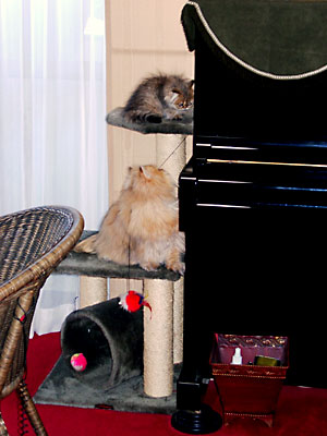 猫, チンチラ・ゴールデン, 来夢, 来喜