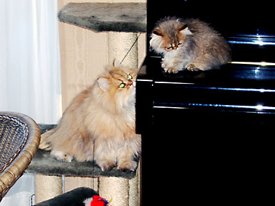 猫, チンチラ・ゴールデン, 来夢, 来喜