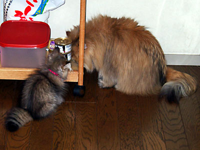 猫, チンチラ・ゴールデン, 来夢, 来喜