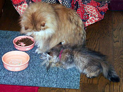 猫, チンチラ・ゴールデン, 来夢, 来喜