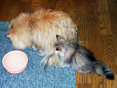 猫, チンチラ・ゴールデン, 来夢, 来喜