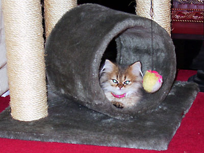 猫, チンチラ・ゴールデン, 来夢, 来喜