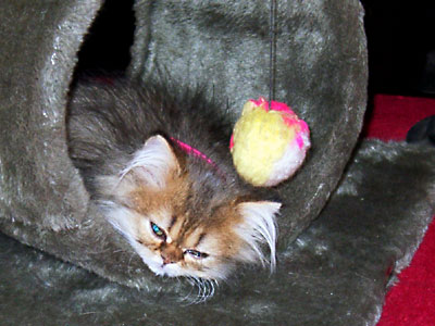 猫, チンチラ・ゴールデン, 来夢, 来喜