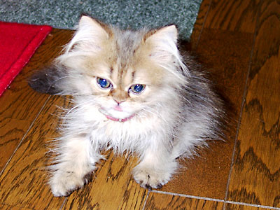 猫, チンチラ・ゴールデン, 来夢, 来喜