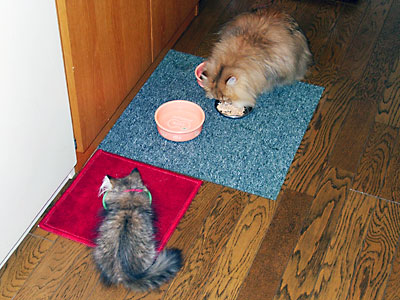 猫, チンチラ・ゴールデン, 来夢, 来喜