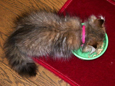 猫, チンチラ・ゴールデン, 来夢, 来喜