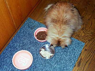 猫, チンチラ・ゴールデン, 来夢, 来喜