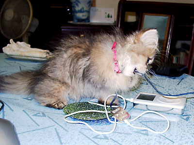 猫, チンチラ・ゴールデン, 来夢, 来喜