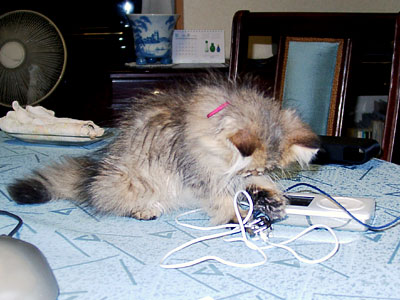 猫, チンチラ・ゴールデン, 来夢, 来喜