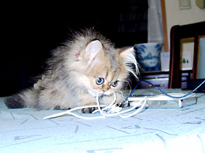 猫, チンチラ・ゴールデン, 来夢, 来喜