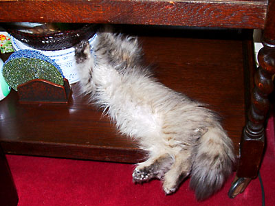 猫, チンチラ・ゴールデン, 来夢, 来喜