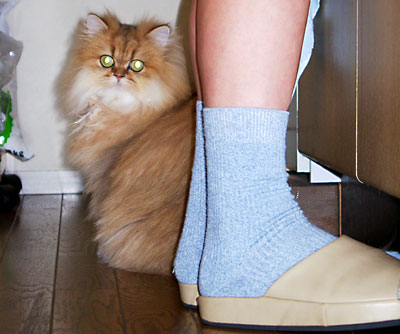 猫, チンチラ・ゴールデン, 来夢, 来喜