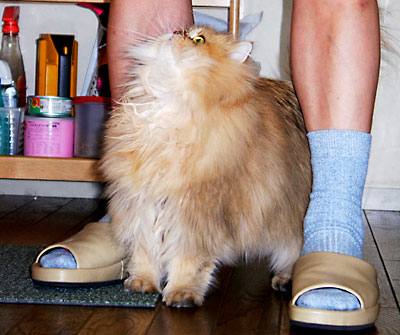 猫, チンチラ・ゴールデン, 来夢, 来喜