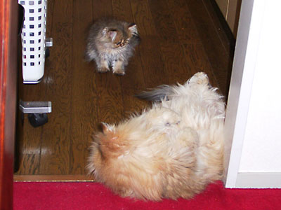 猫, チンチラ・ゴールデン, 来夢, 来喜