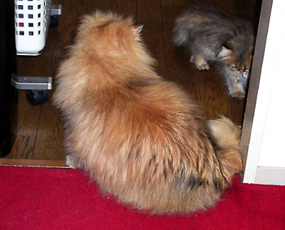 猫, チンチラ・ゴールデン, 来夢, 来喜